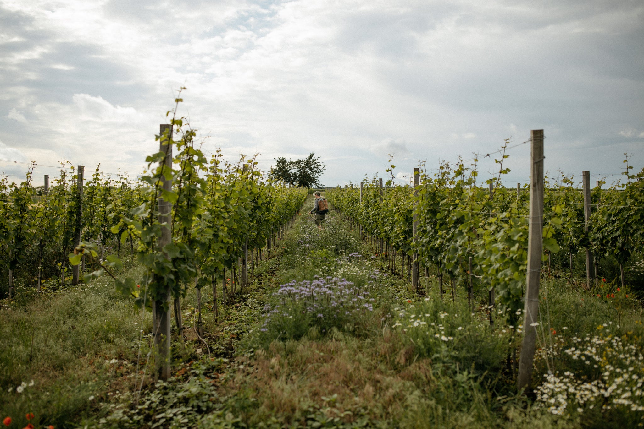 Wines from Living Soil