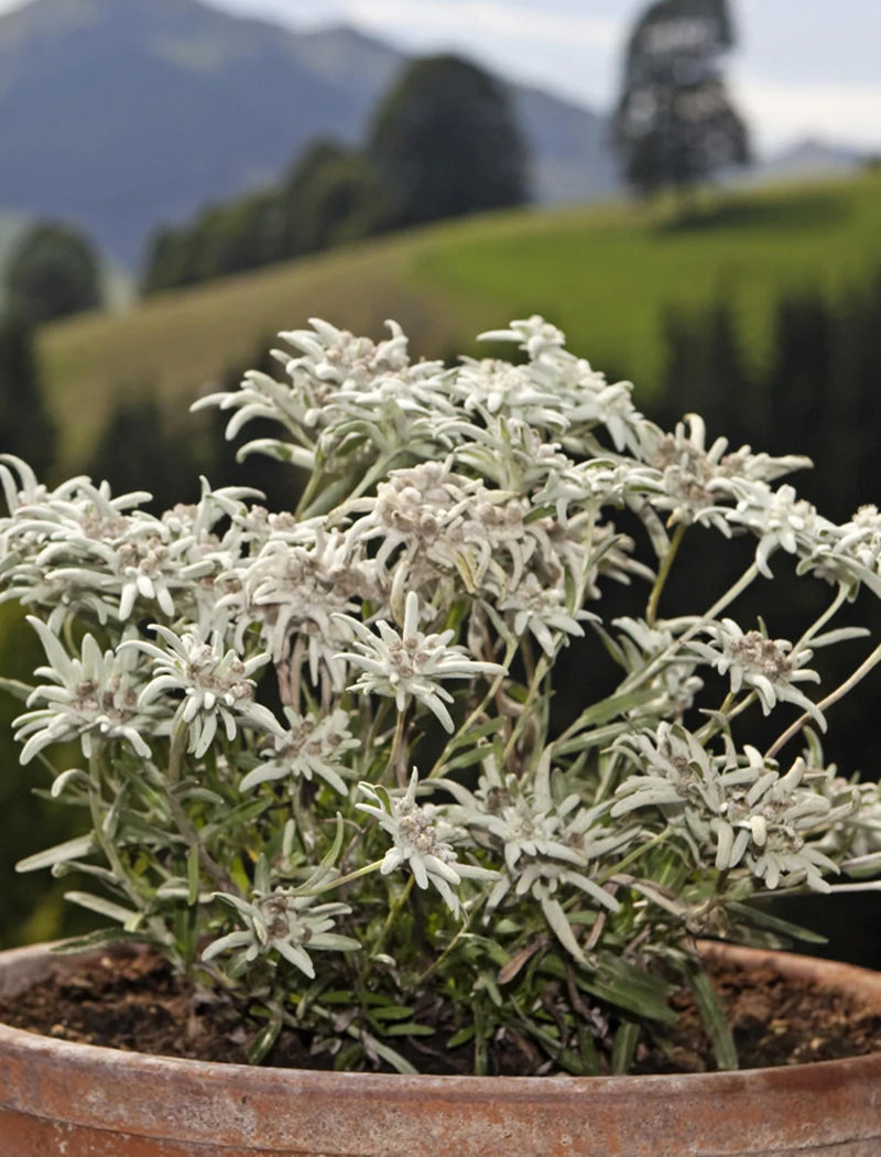 Club Edelweiss - 3 Bottles