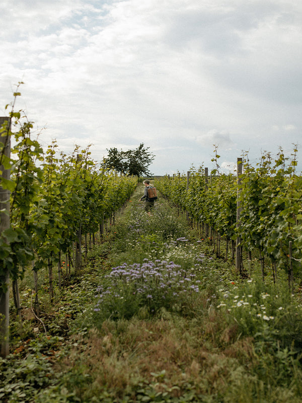 Schödl Family Blanc de Blancs NV